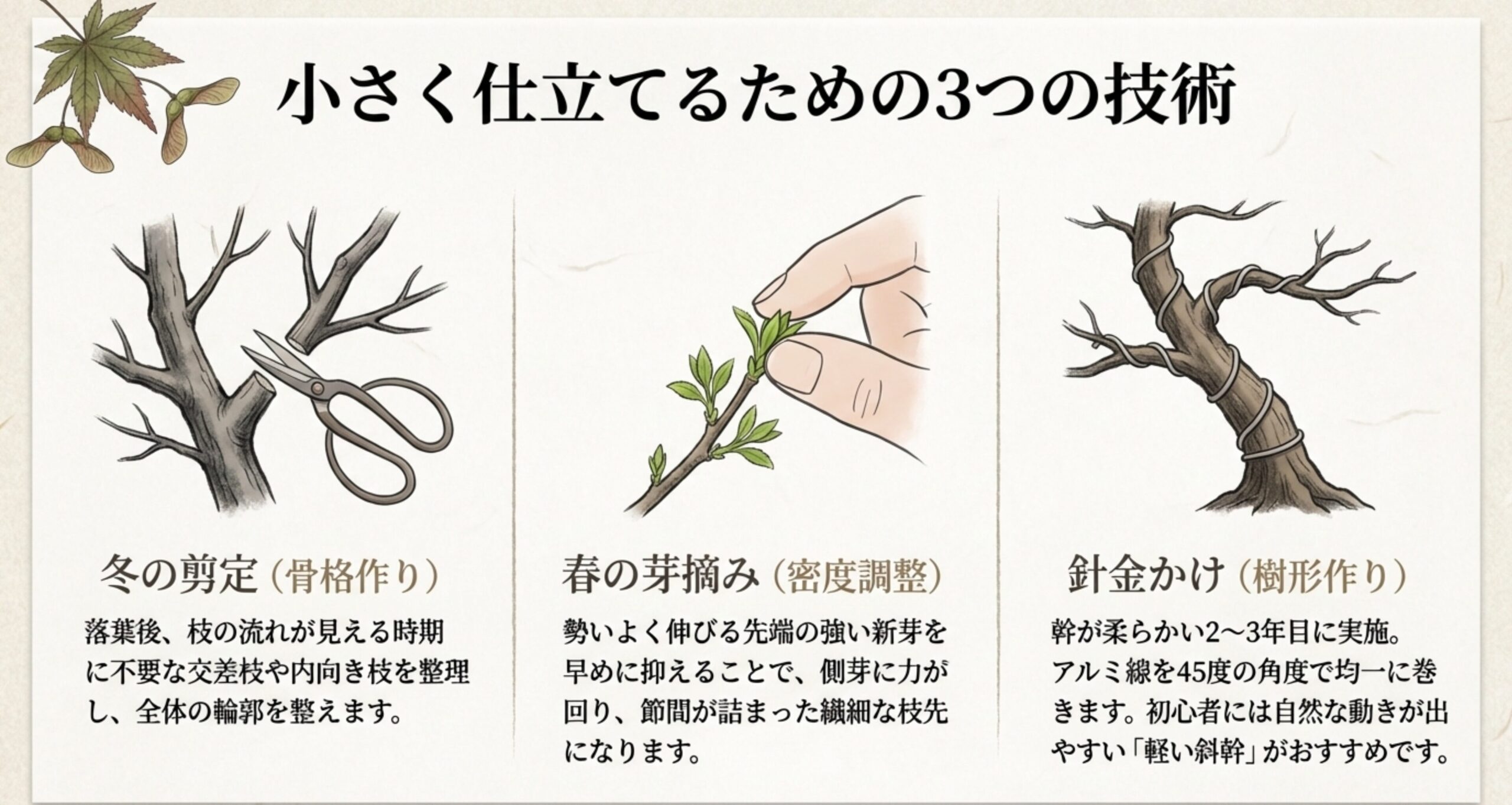 冬の剪定（骨格作り）、春の芽摘み（密度調整）、針金かけ（樹形作り）の作業シーンを描いたイラストと解説。