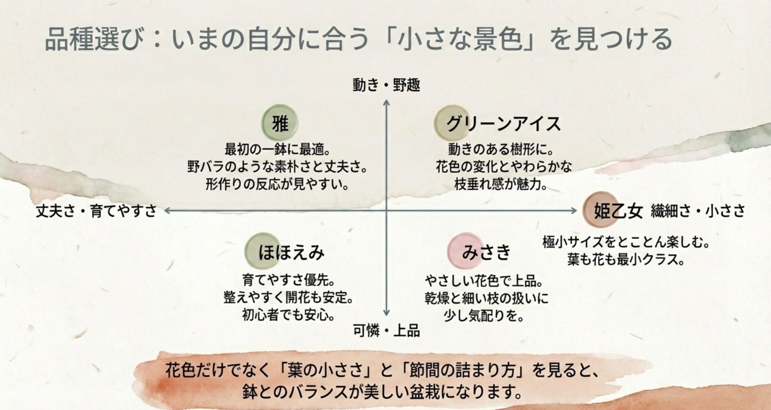 ミニバラ盆栽の品種比較図。雅、ほほえみ、姫乙女、みさき、グリーンアイスの特性(丈夫さ、繊細さ、動き)を4象限で分類。