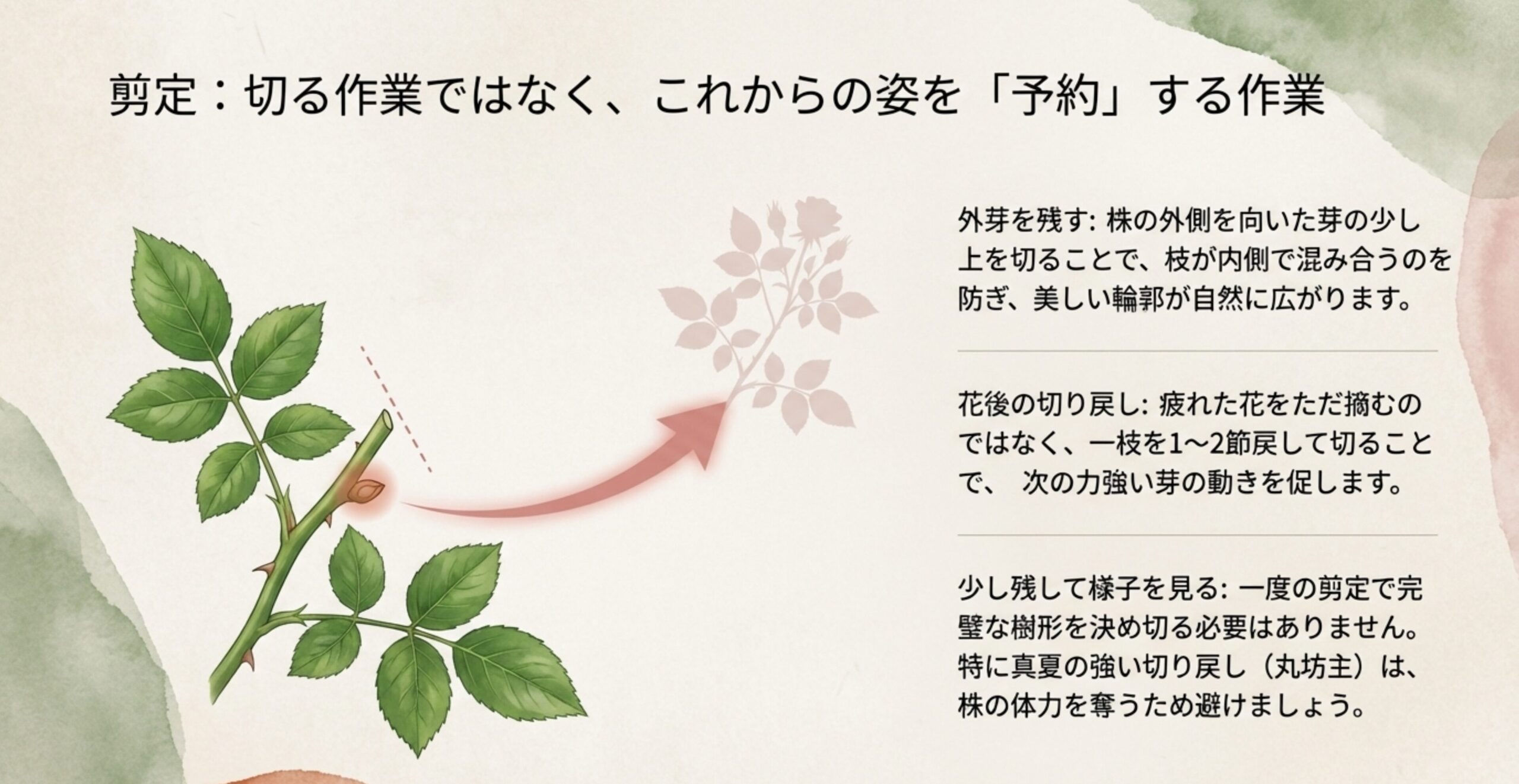 ミニバラの枝の切り方図解。外芽を残して切る位置と、花後の切り戻しのポイント(1〜2節戻す)を示すイラスト。
