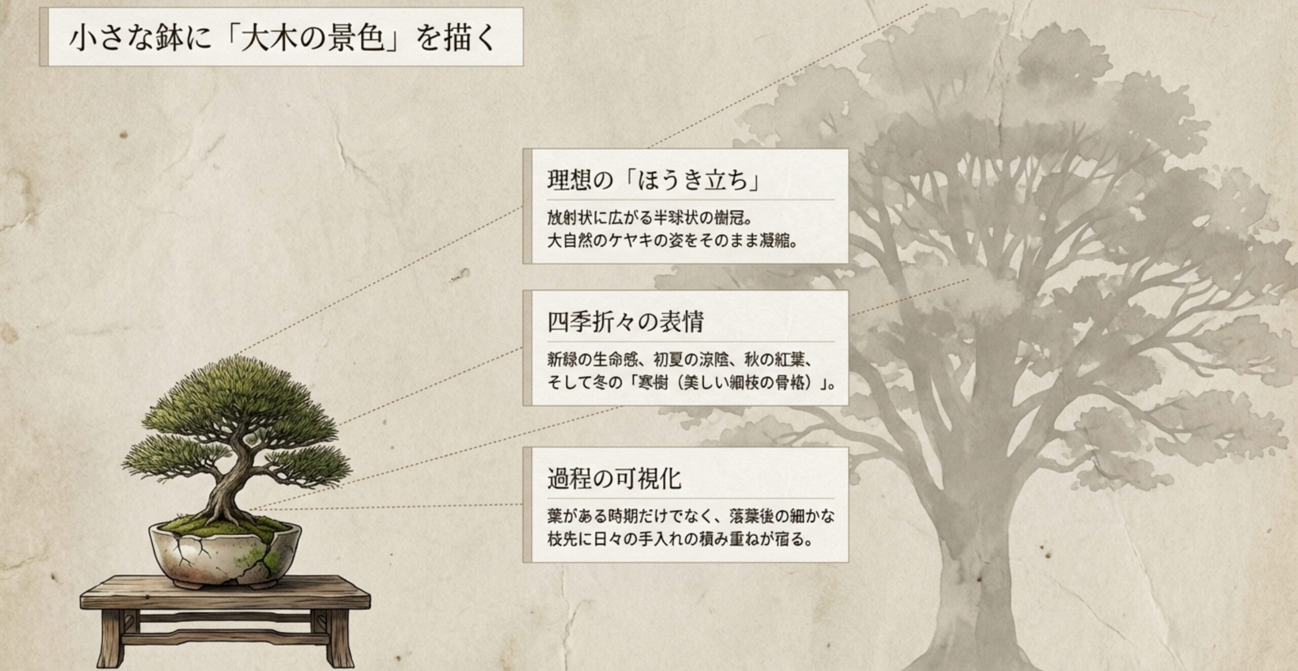 放射状に広がる半球状の樹冠「ほうき立ち」と、四季折々の表情を解説したスライド
