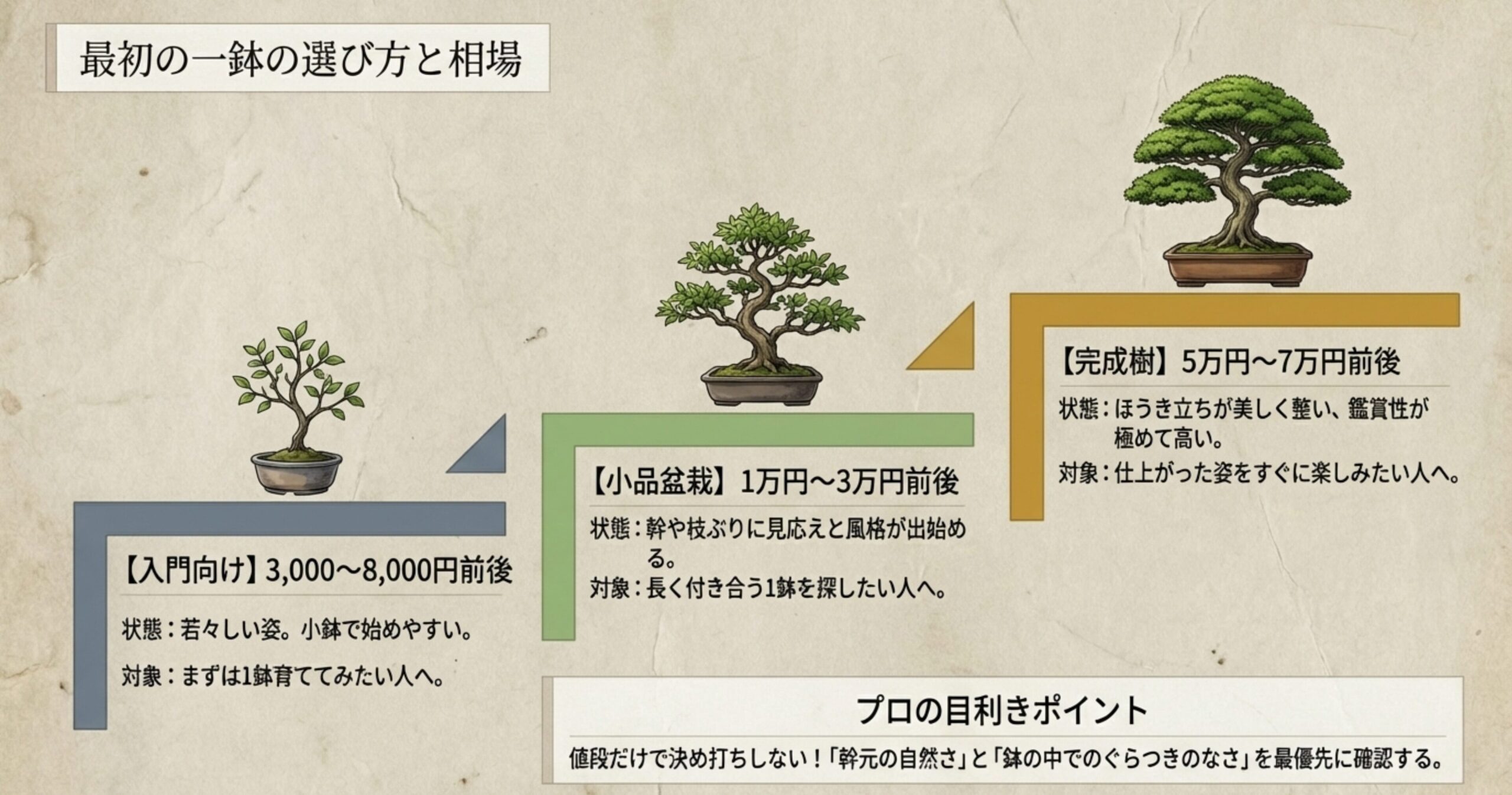 入門向け、小品盆栽、完成樹の各価格相場と、購入時のプロの目利きポイントをまとめたスライド