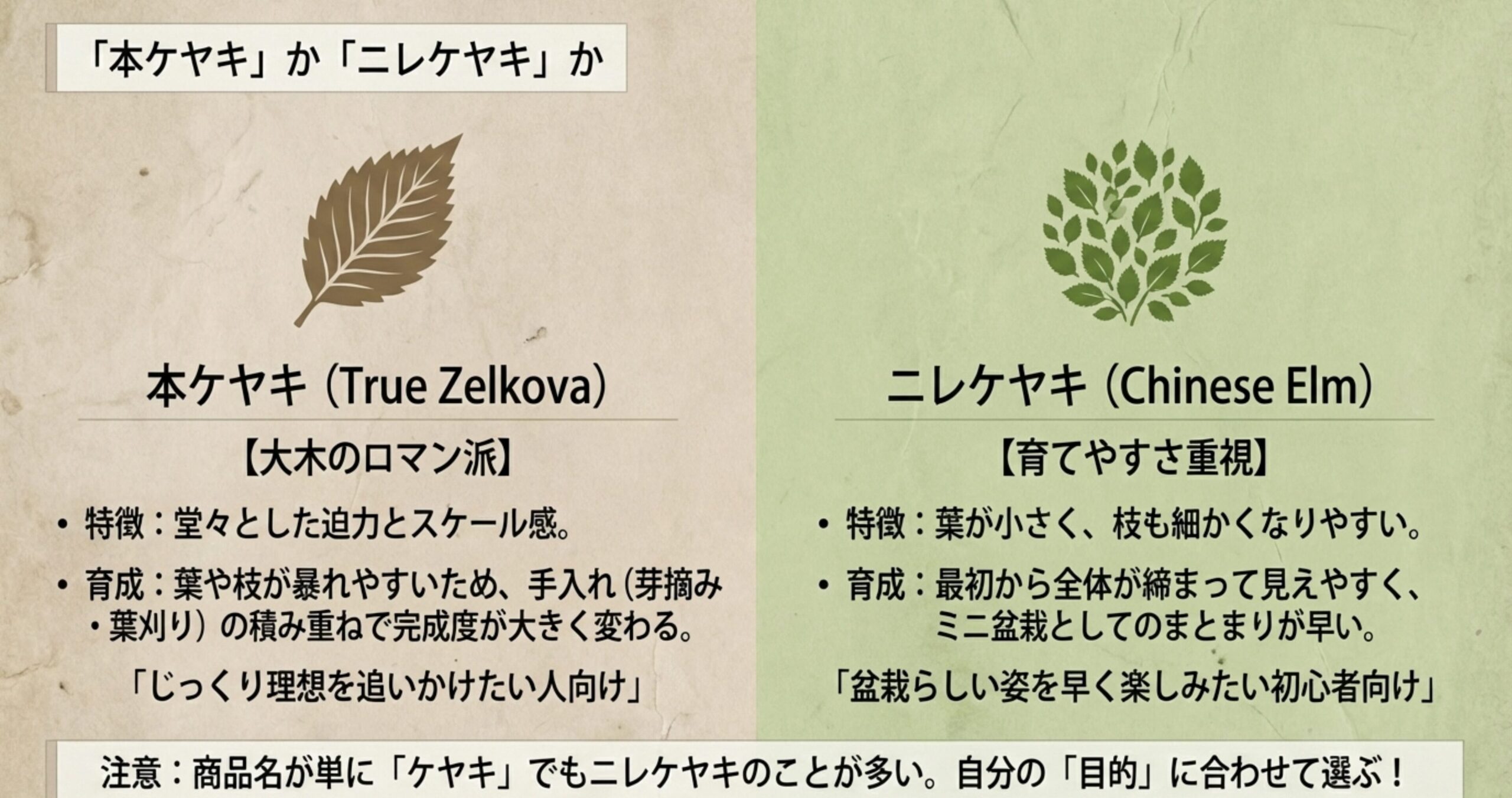 大木感を楽しめる本ケヤキと、葉が小さく初心者にも育てやすいニレケヤキの特徴を比較した図解
