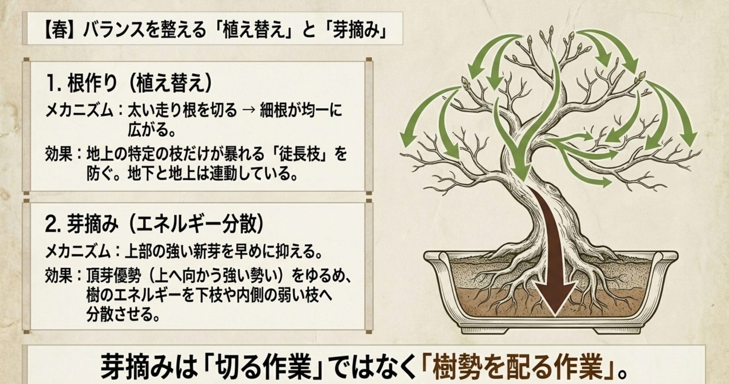 根作りと芽摘みによって樹のエネルギーを分散させ、徒長枝を防ぐメカニズムの図解