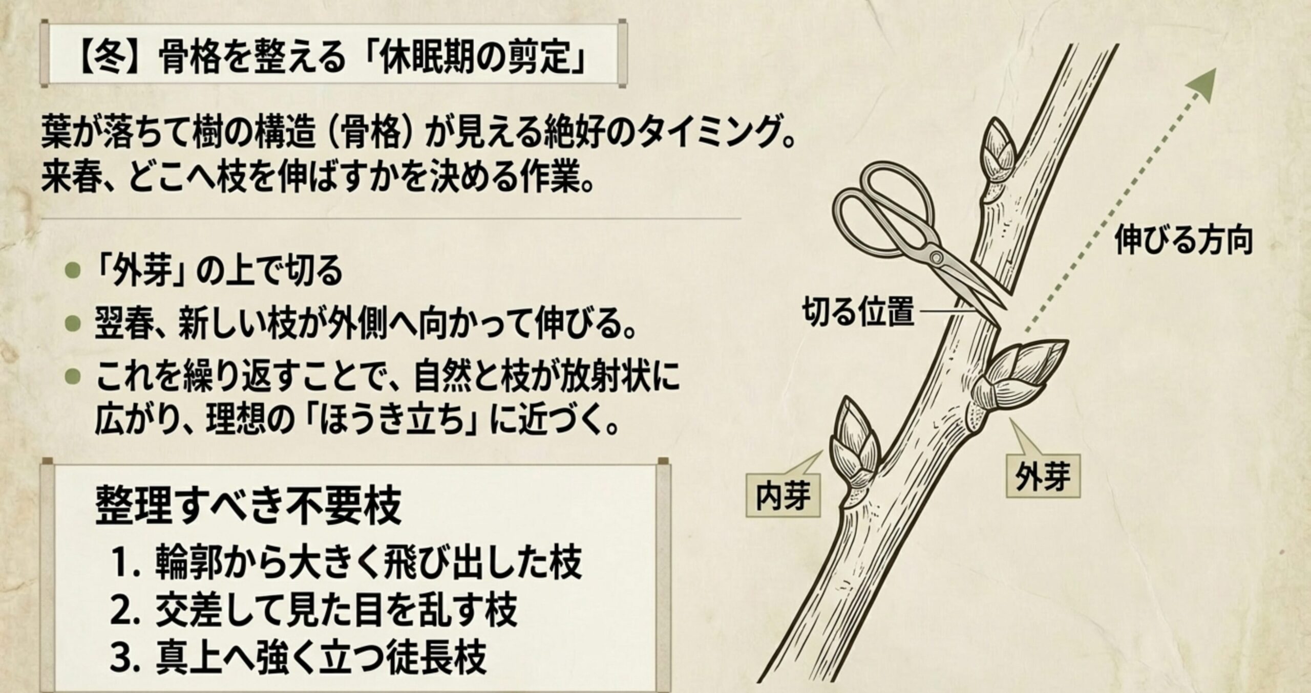 理想のほうき立ちを作るため、外芽の上で枝を切る正しい剪定位置と不要枝の整理方法の図解