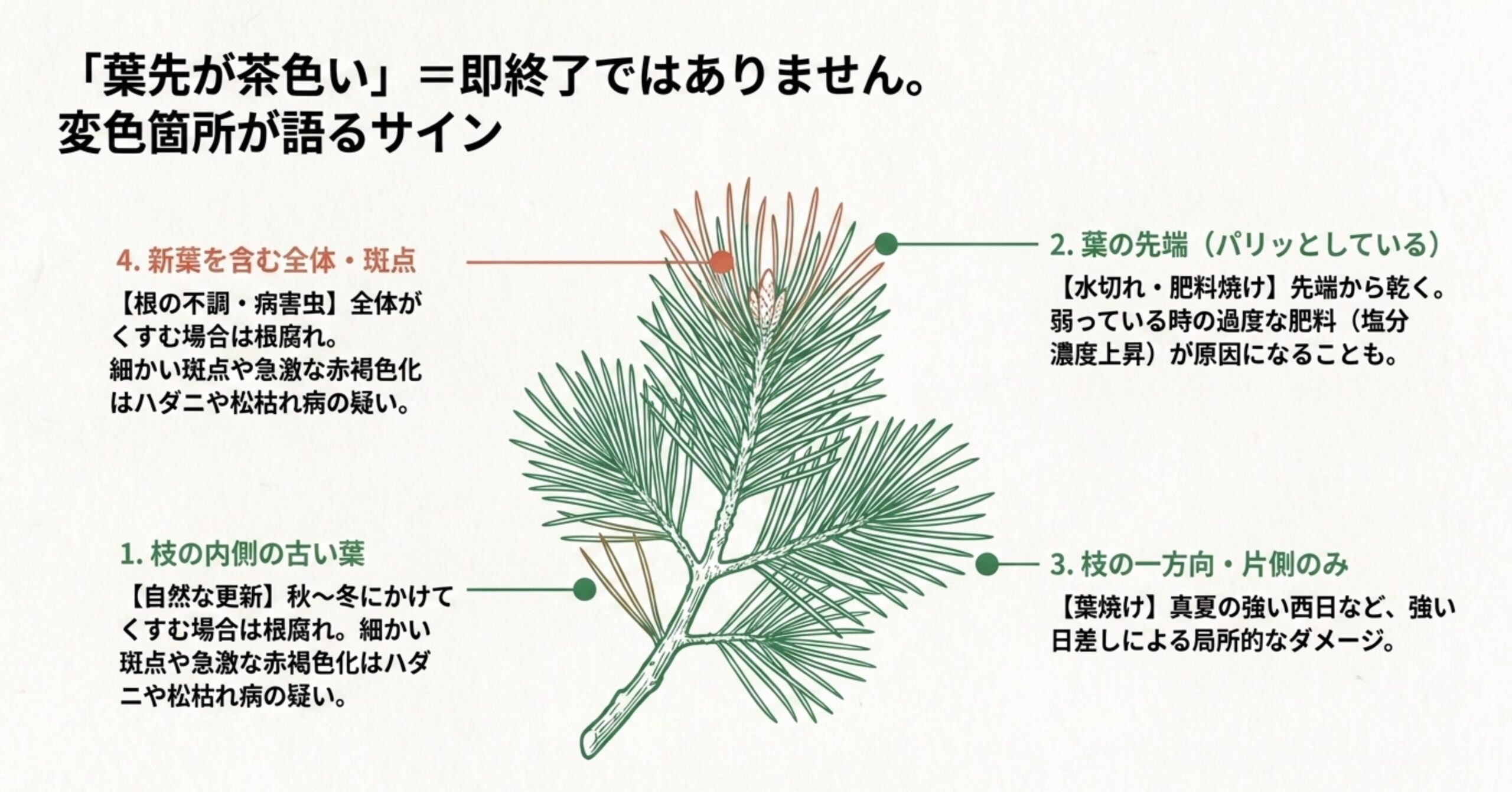 松の枝葉のイラストを用いた、自然な更新、水切れ、葉焼け、根の不調など変色箇所ごとの原因解説