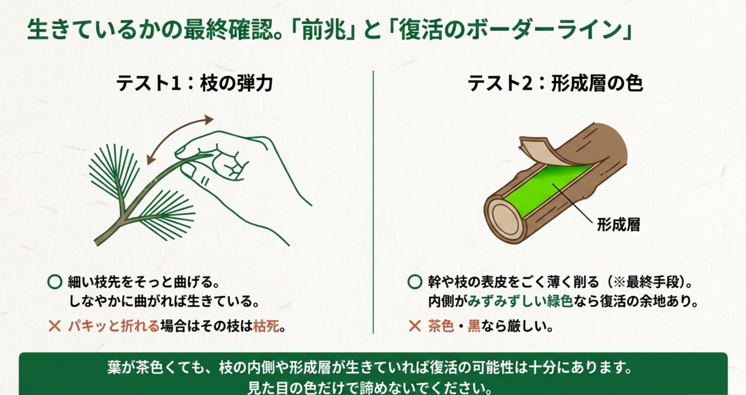 枝を曲げる動作のイラストと、表皮の下にある形成層の緑色を確認する図解