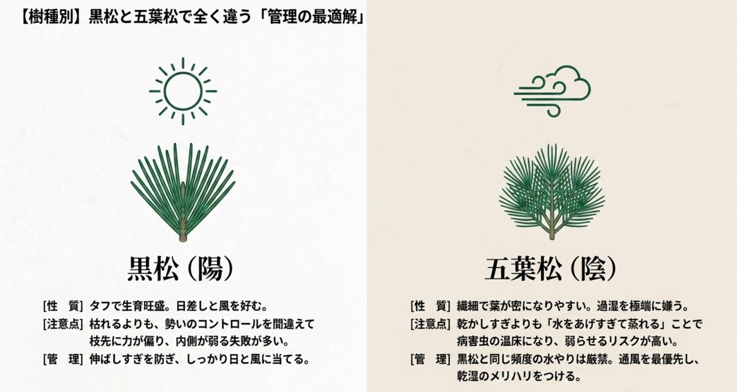 陽樹である黒松と陰樹である五葉松の特徴と、それぞれの管理上の注意点