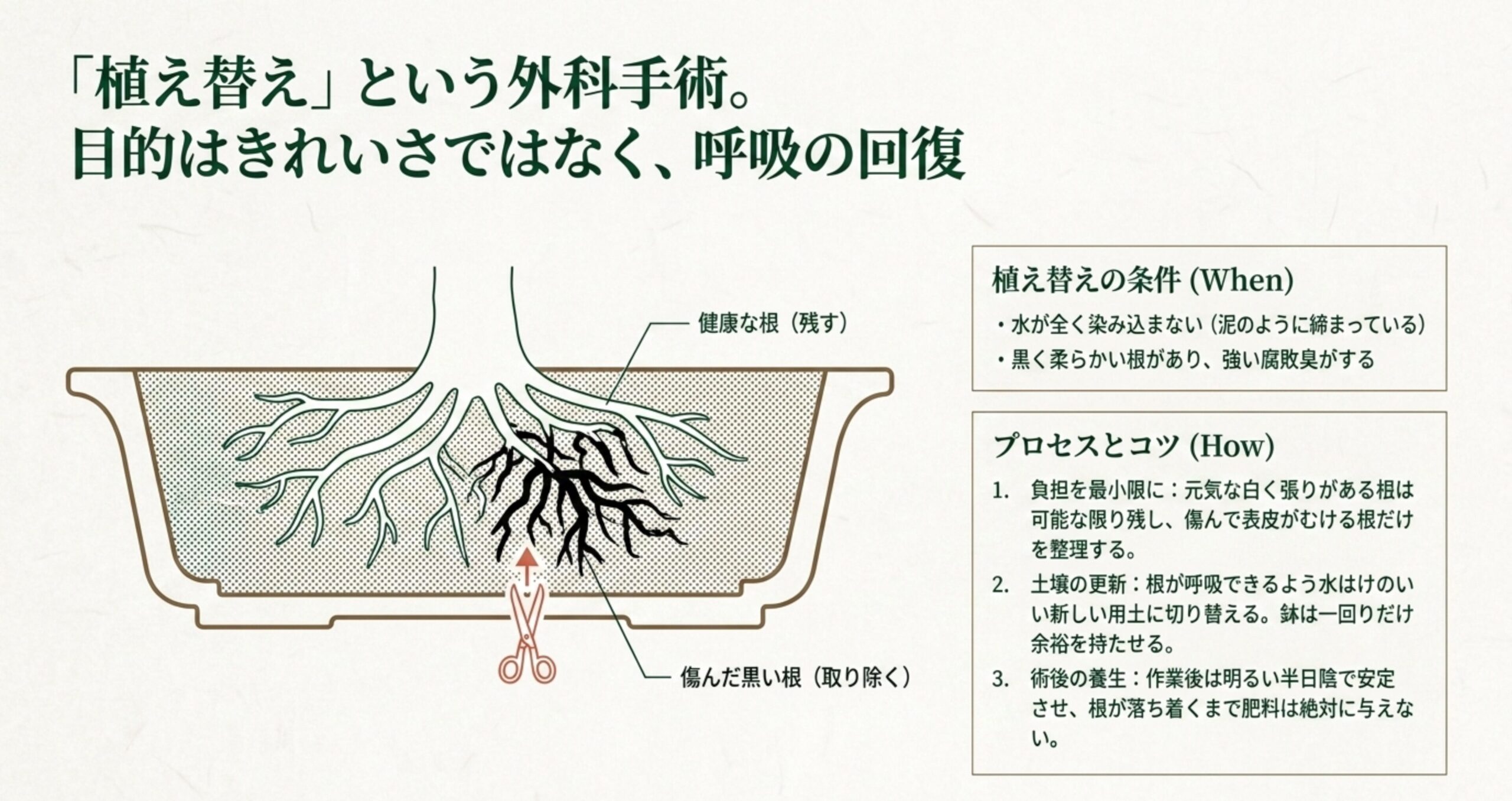 健康な白い根を残し、傷んで黒くなった根をハサミで切り取る植え替え時の根の処理方法の図解