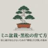 黒松盆栽のイラストと、初心者が枯らさないための環境と引き算の基本というタイトル