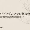 失敗しないドウダンツツジ盆栽の育て方 四季の移ろいを小さな鉢で楽しむための完全ガイド