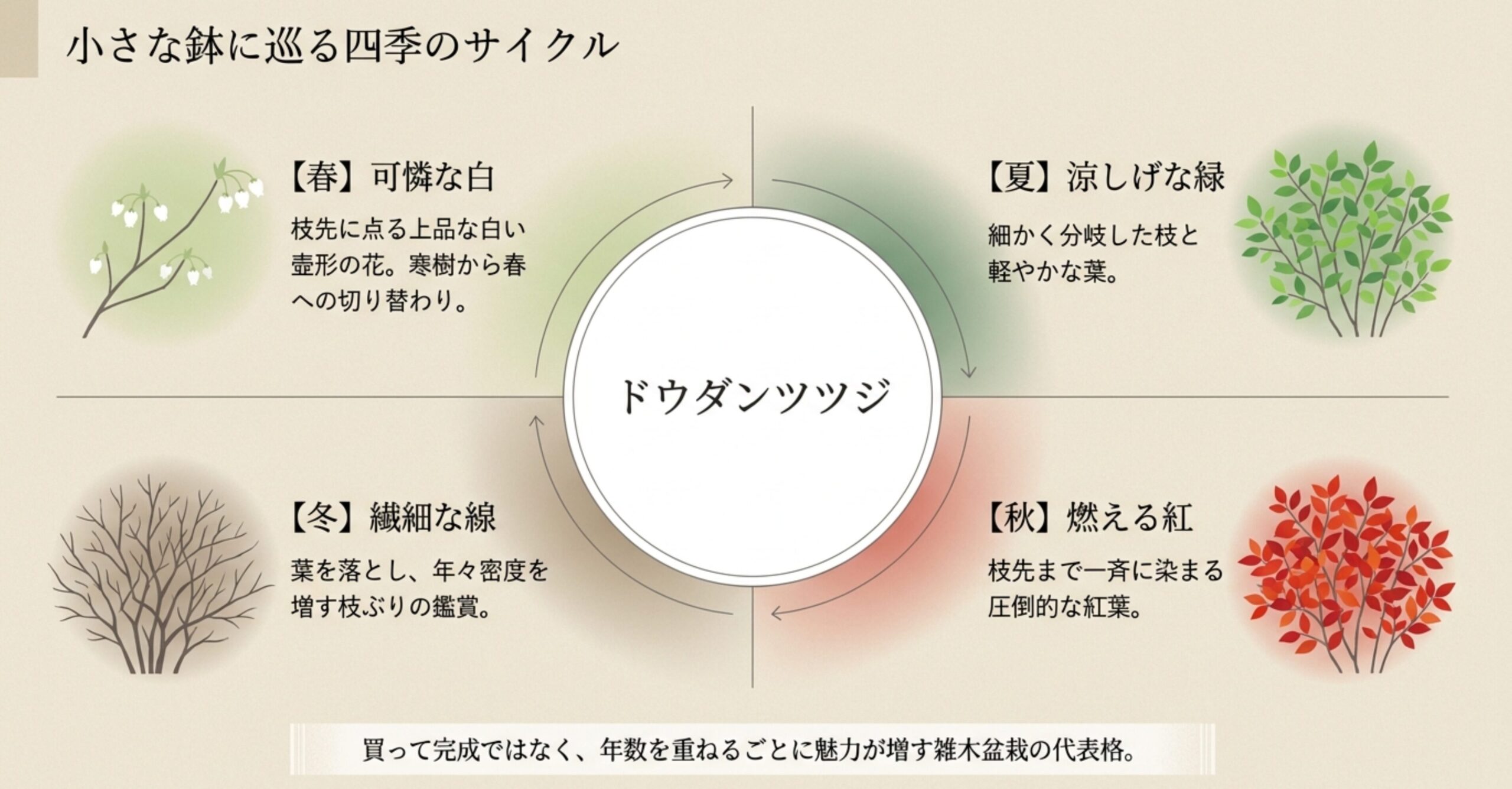 春の可憐な白花、夏の涼しげな緑葉、秋の燃えるような紅葉、冬の繊細な寒樹へと巡るドウダンツツジの四季のサイクル