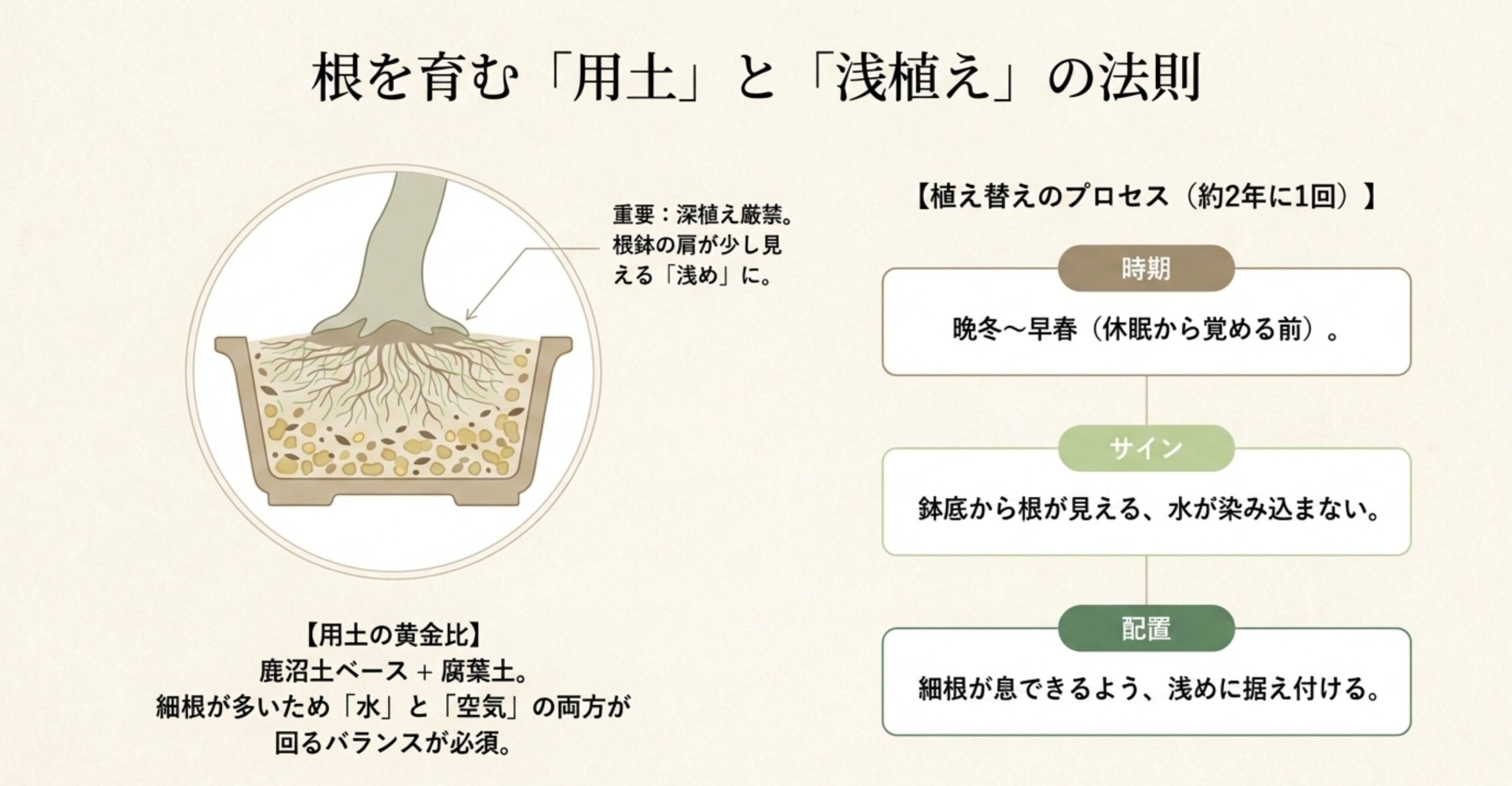 根鉢の肩が少し見える浅植えの構造図と、休眠から覚める前の晩冬から早春に行う植え替えプロセス
