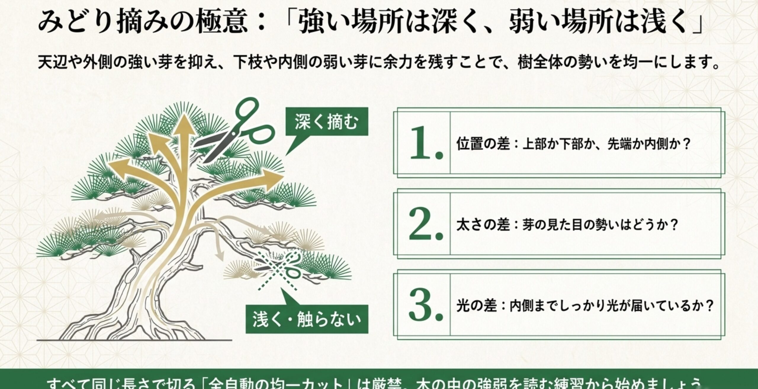 強い芽は深く摘み、弱い芽は浅く摘むイラストと、みどり摘みで見極めるべき位置・太さ・光の3つの差を解説したスライド画像