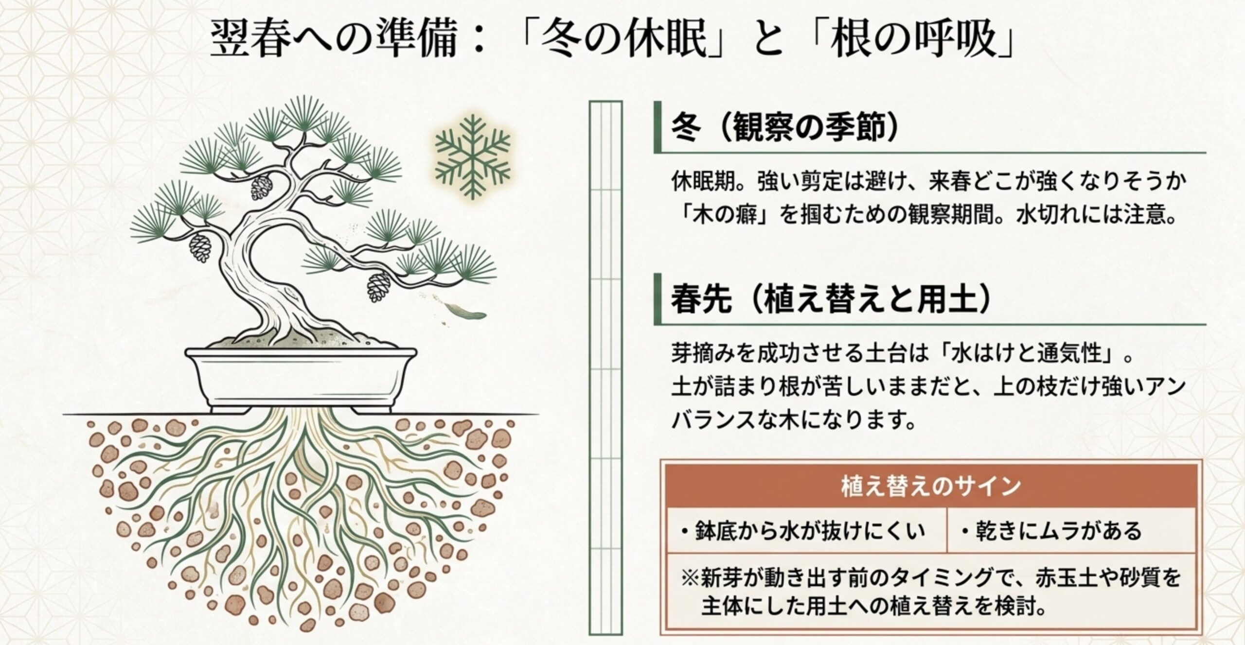 鉢の中に広がる黒松の根のイラストと、冬の観察の重要性および春先の植え替えサインについて解説したスライド画像