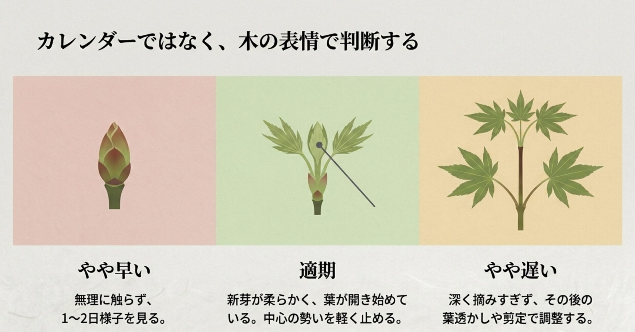 表（テーブル）で解説する前に、実際の葉の開き具合のイメージ図を置くことで、表の内容が頭に入りやすくなります。