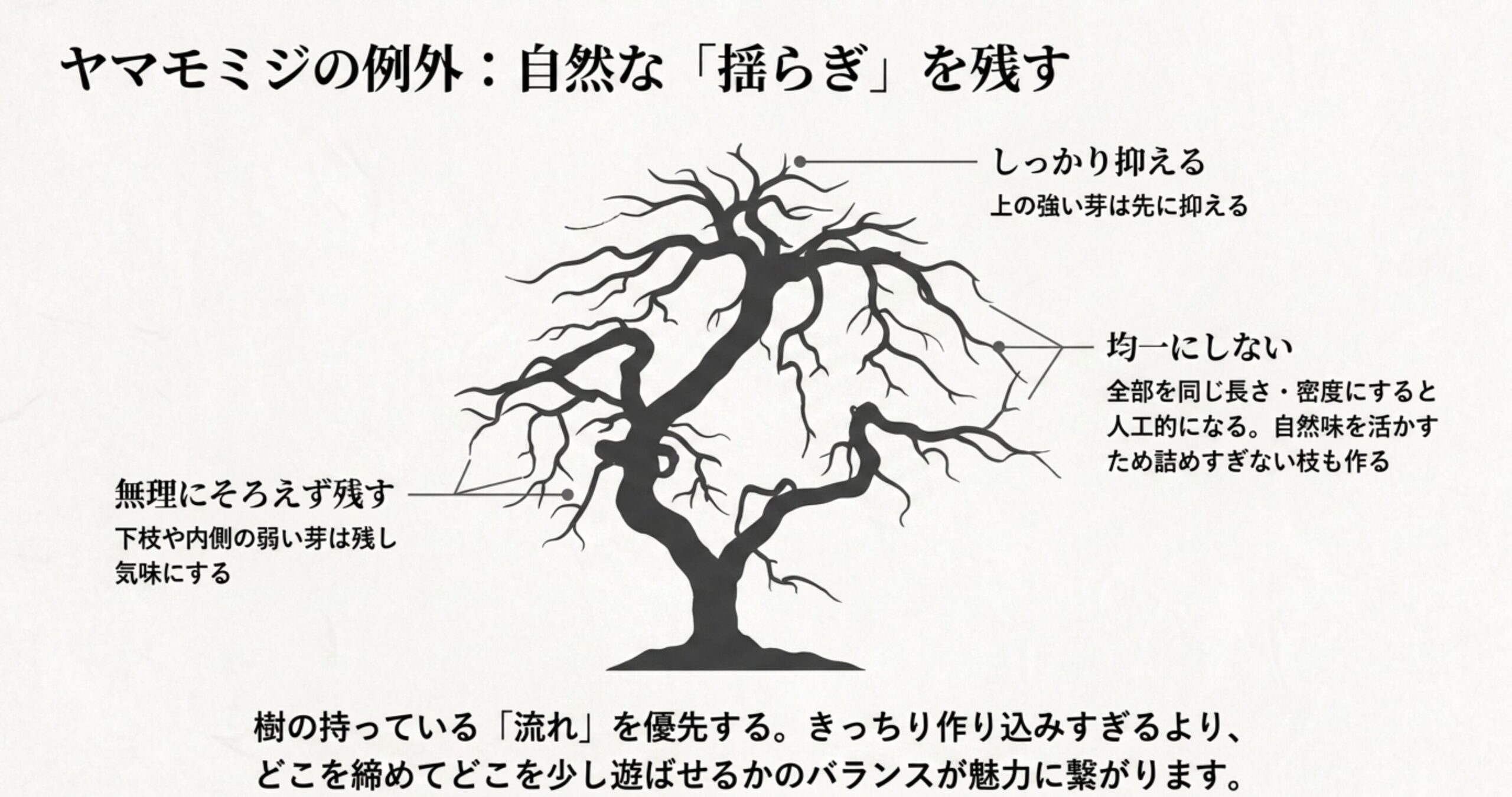 均等に揃えすぎない、というヤマモミジ特有の樹形の作り方を解説した直後に、実際の樹形イメージを見せます。