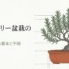 鉢植えにされた美しいローズマリー盆栽のイラスト