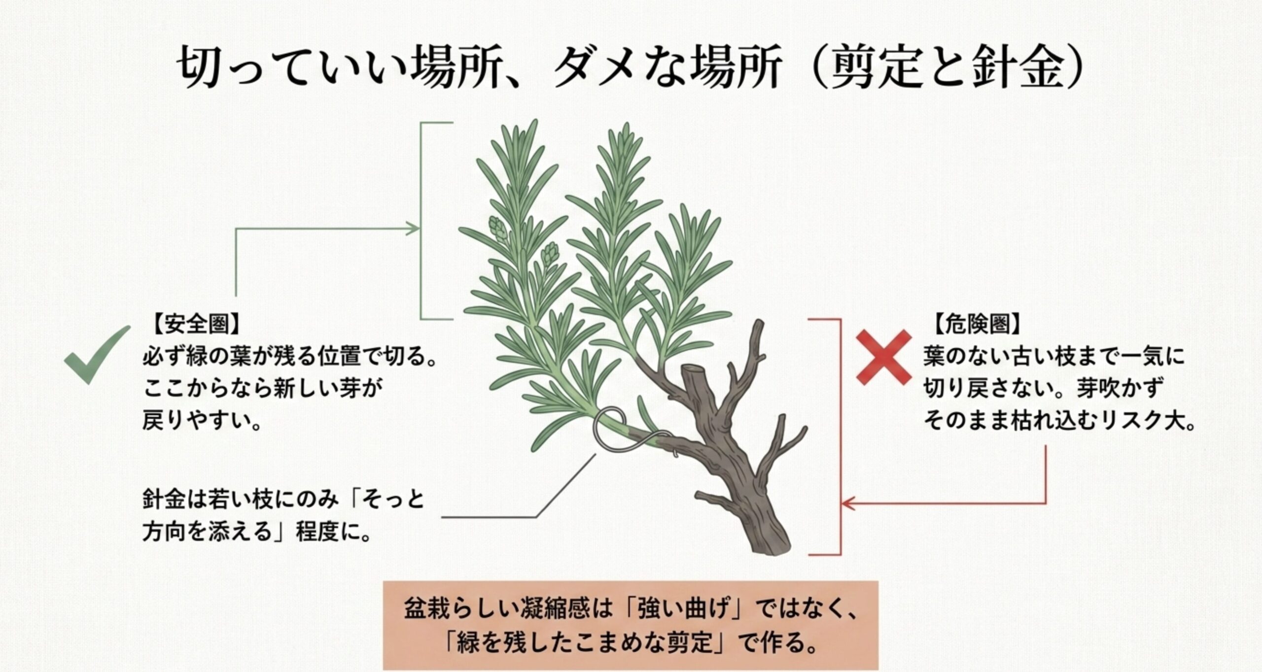 ローズマリーの枝のイラスト。緑の葉が残る位置を安全圏、葉のない古い枝を危険圏として解説した図。