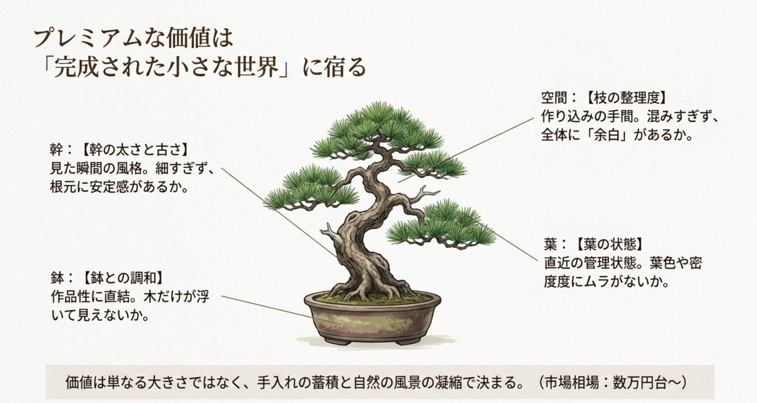 琉球松盆栽の価値を決める4つのポイント。枝の整理度、幹の太さと古さ、鉢との調和、葉の状態を解説したイラスト 。