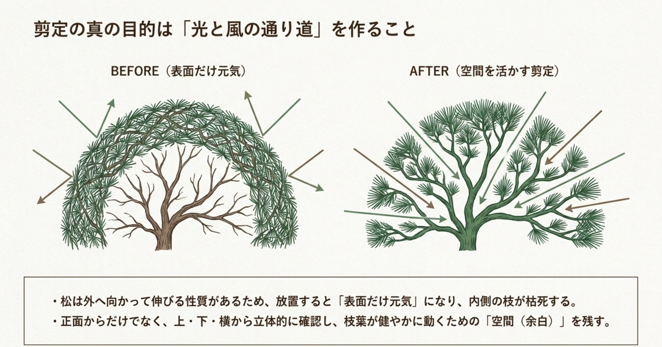 剪定の真の目的である「光と風の通り道」を作る理論。表面だけ元気な松のBEFOREと、空間を活かす剪定を行ったAFTERの比較イラスト 。