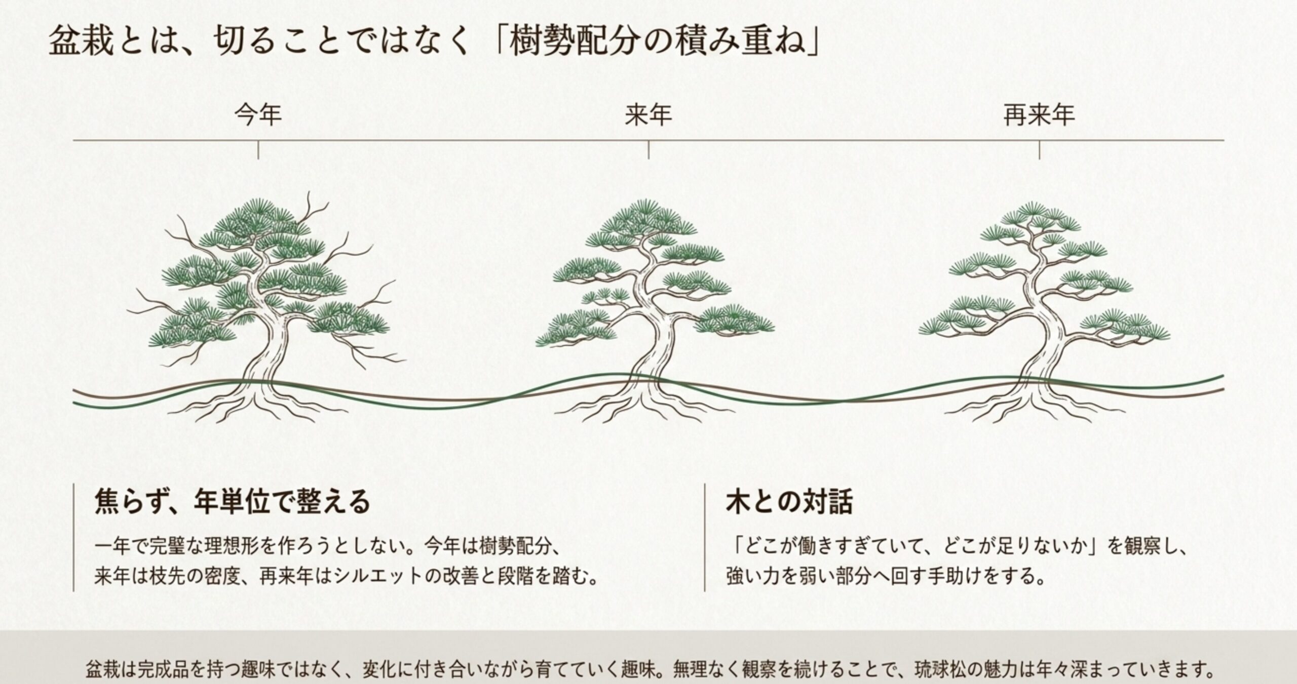 盆栽における樹勢配分の積み重ね。今年、来年、再来年と、焦らず年単位で樹形を整えていく成長過程の図 。