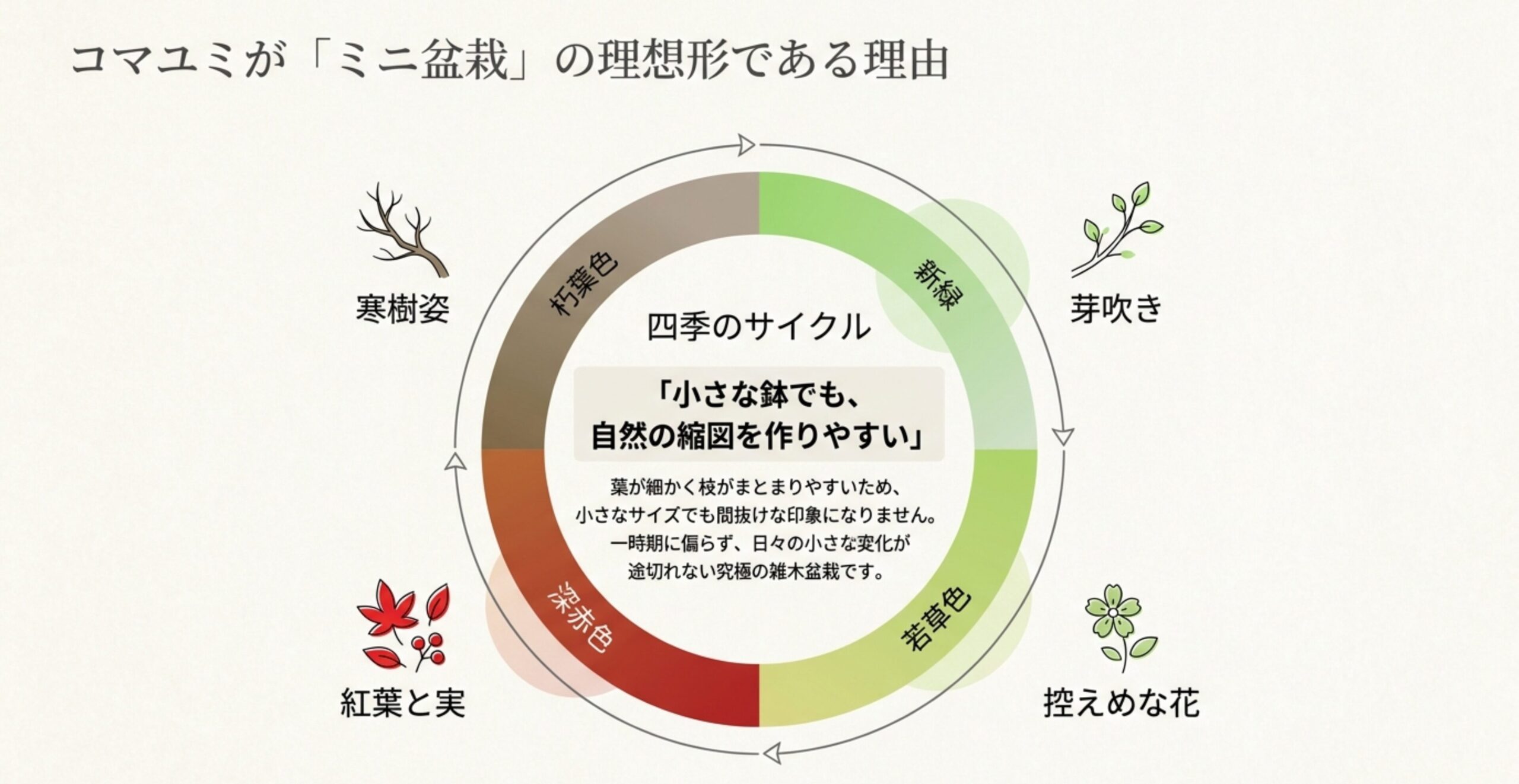 新緑、紅葉と実、寒樹姿まで、コマユミが四季のサイクルを楽しめる究極の雑木盆栽であることを解説した図解