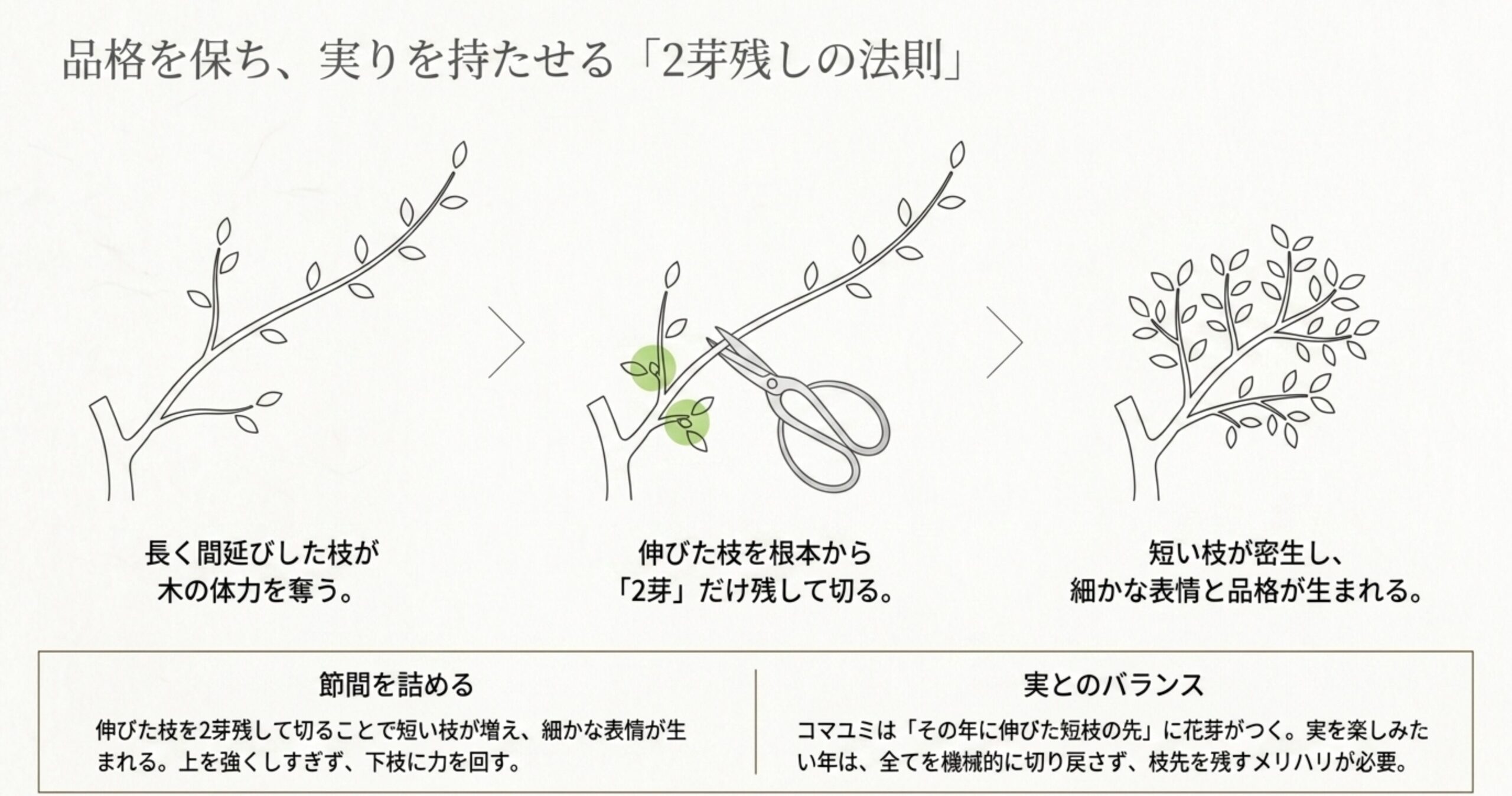 長く伸びた枝を根本から2芽だけ残してハサミで切ることで、短い枝を増やし品格を生み出す剪定手順のイラスト