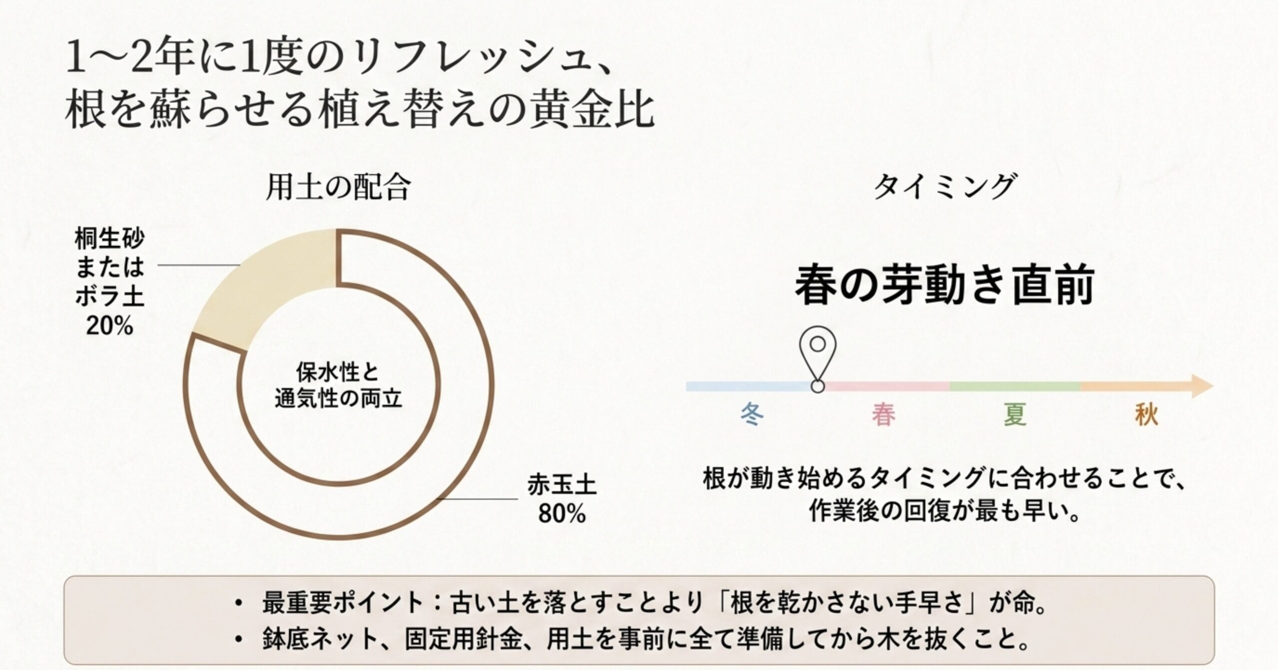 赤玉土80%、桐生砂またはボラ土20%の用土配合グラフと、春の芽動き直前が最適である植え替えタイミングを示す図