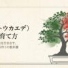 唐楓盆栽の育て方。樹の「生きる力」を引き出す、基本管理と樹形作りの教科書。
