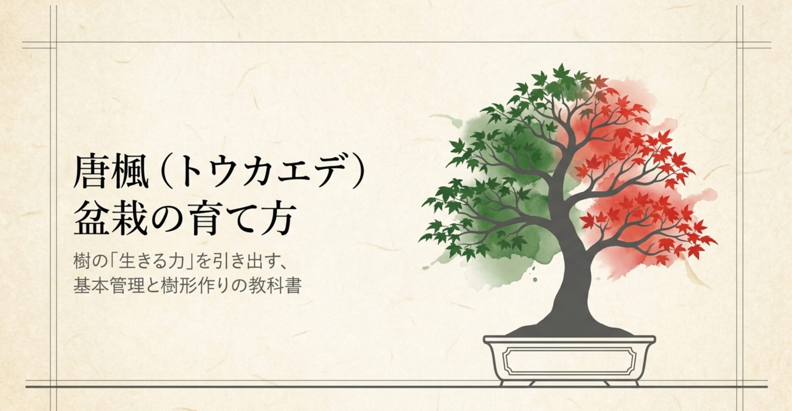 唐楓盆栽の育て方。樹の「生きる力」を引き出す、基本管理と樹形作りの教科書。