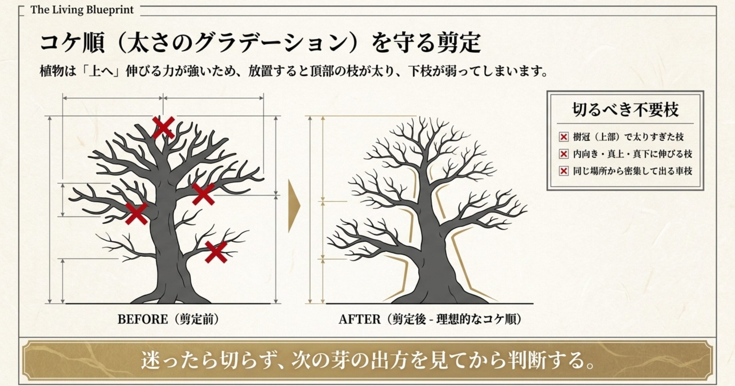 樹冠で太りすぎた枝、内向きや真上・真下に伸びる枝、密集した車枝など、剪定で切るべき不要枝に赤いバツ印をつけた樹形図。