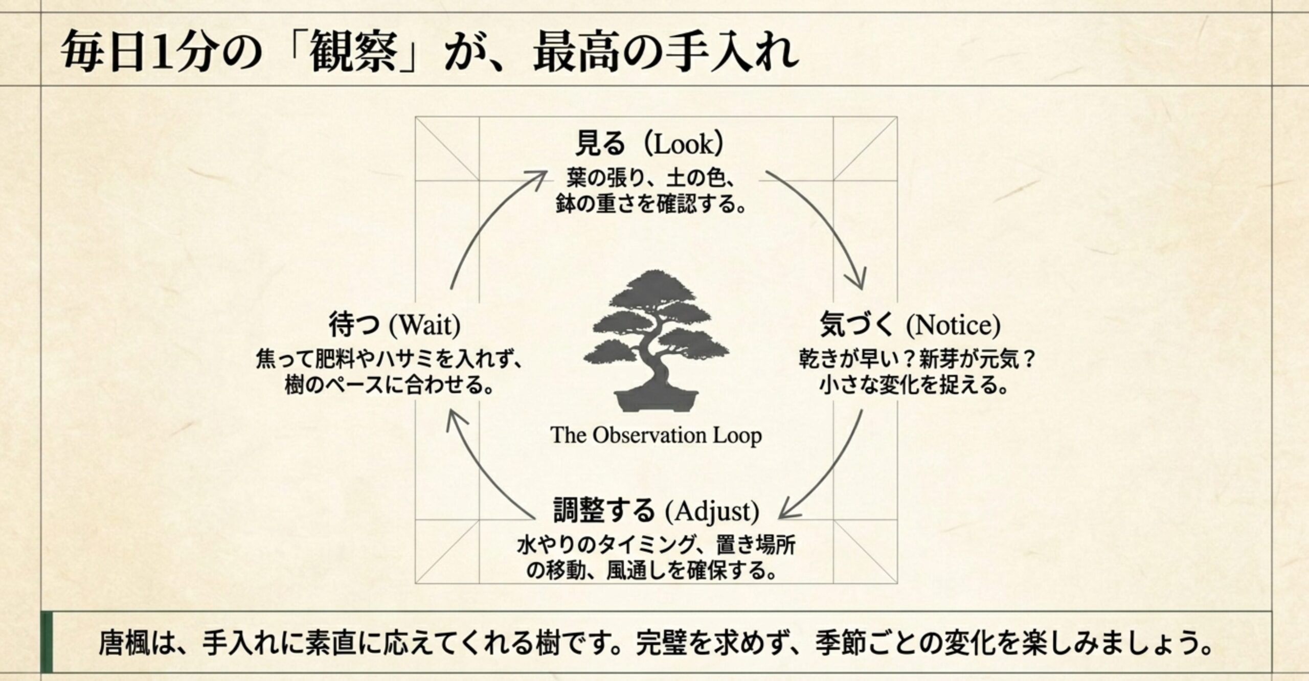 盆栽を中心に、見る（Look）、気づく（Notice）、調整する（Adjust）、待つ（Wait）という「毎日1分の観察」サイクルを描いた図解。