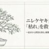 ニレケヤキ盆栽の「枯れ」を救う処方箋、症状から原因を探るステップについて書かれたタイトルスライド
