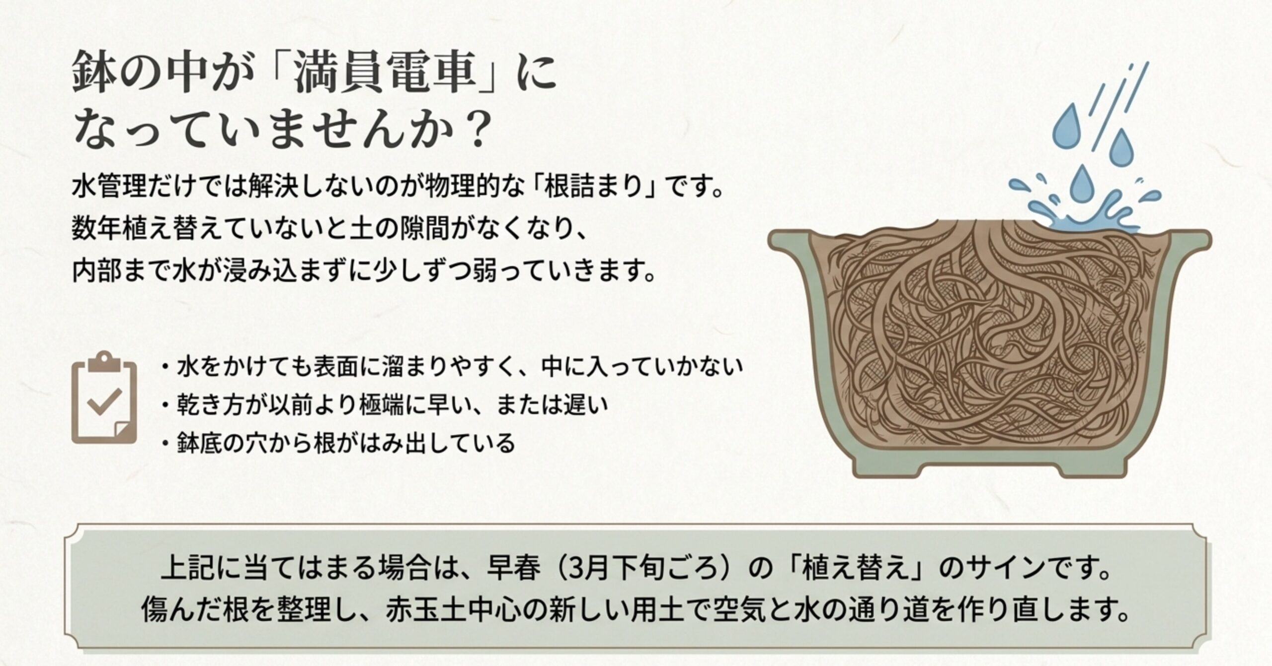 鉢の中が根で満員電車状態になっている図と、水が浸み込まないなどの植え替えサインを解説したスライド