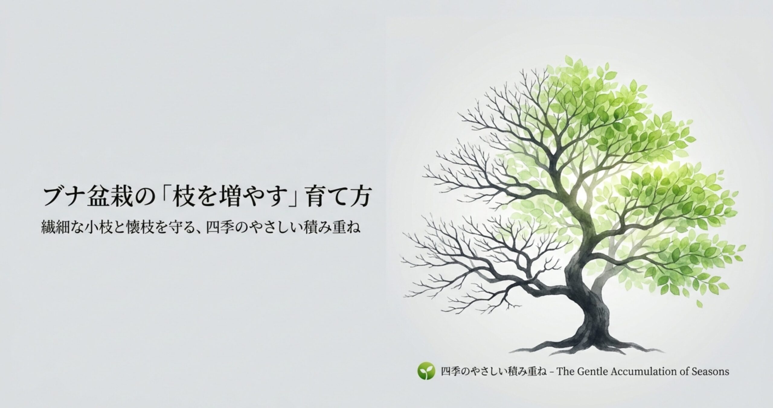 春夏秋冬を通じたブナ盆栽のやさしい枝づくりのイメージイラスト
