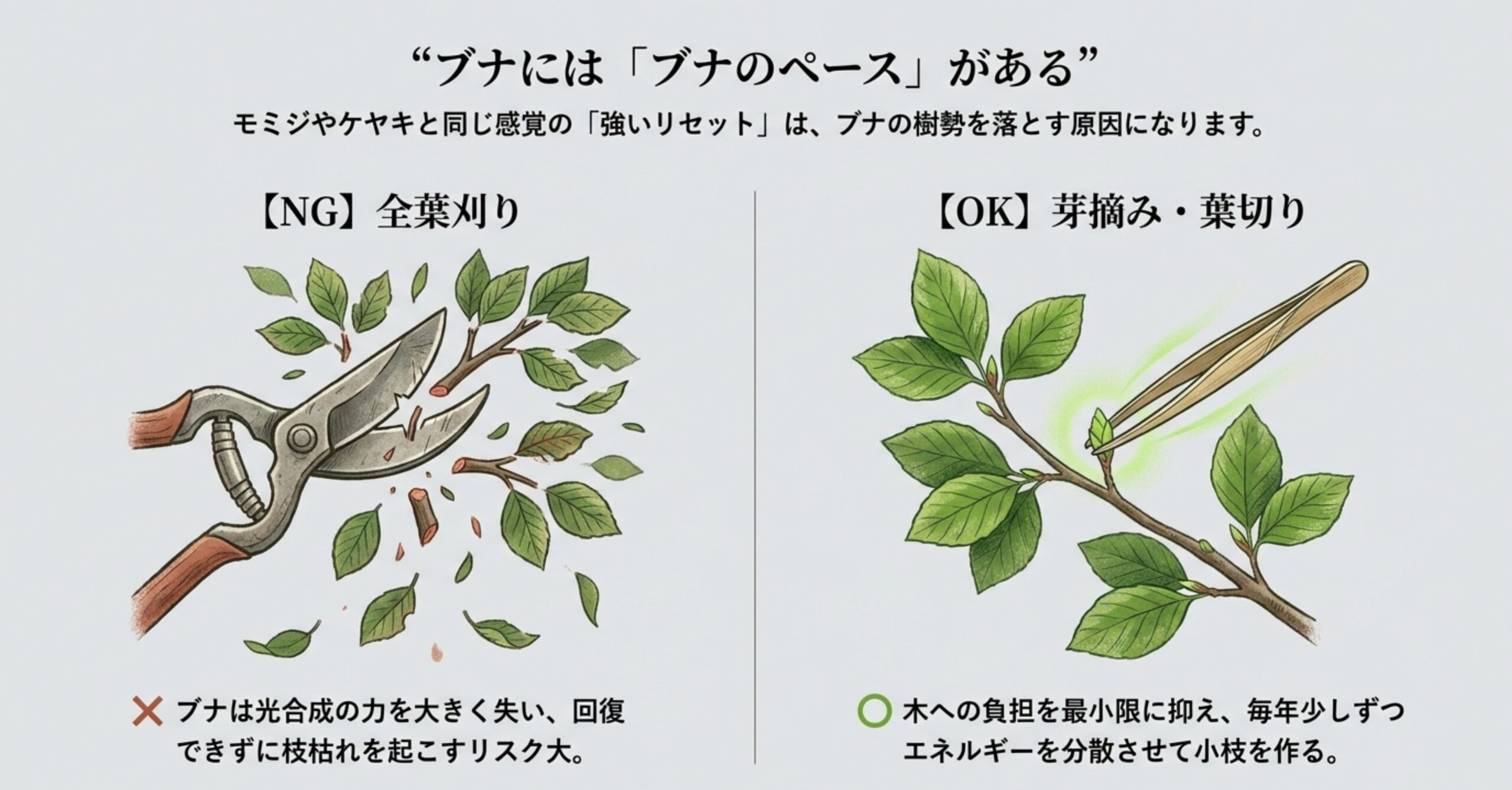 ブナには負担の大きい全葉刈りではなく、芽摘みや葉切りが適していることを示す図解