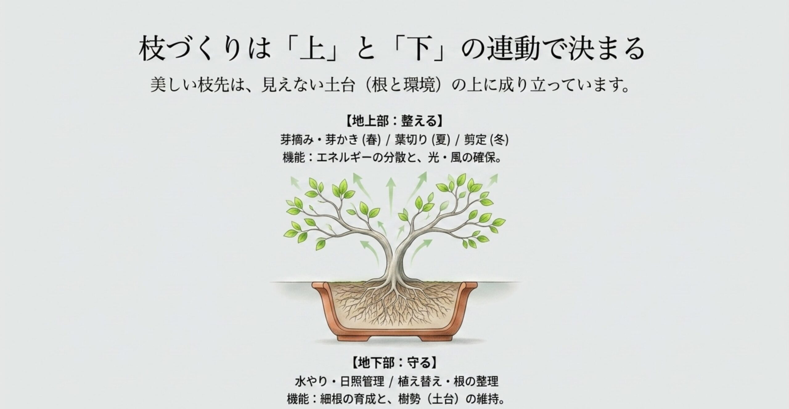 鉢の中の根の環境と地上部の枝づくりが連動していることを示す盆栽の断面図