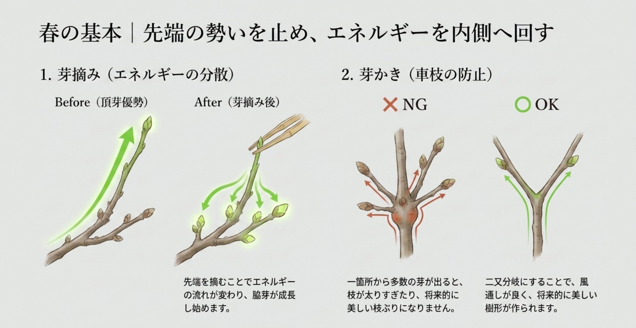 先端の芽を摘んでエネルギーを分散させる芽摘みと、車枝を防ぐ芽かきの効果を示すイラスト