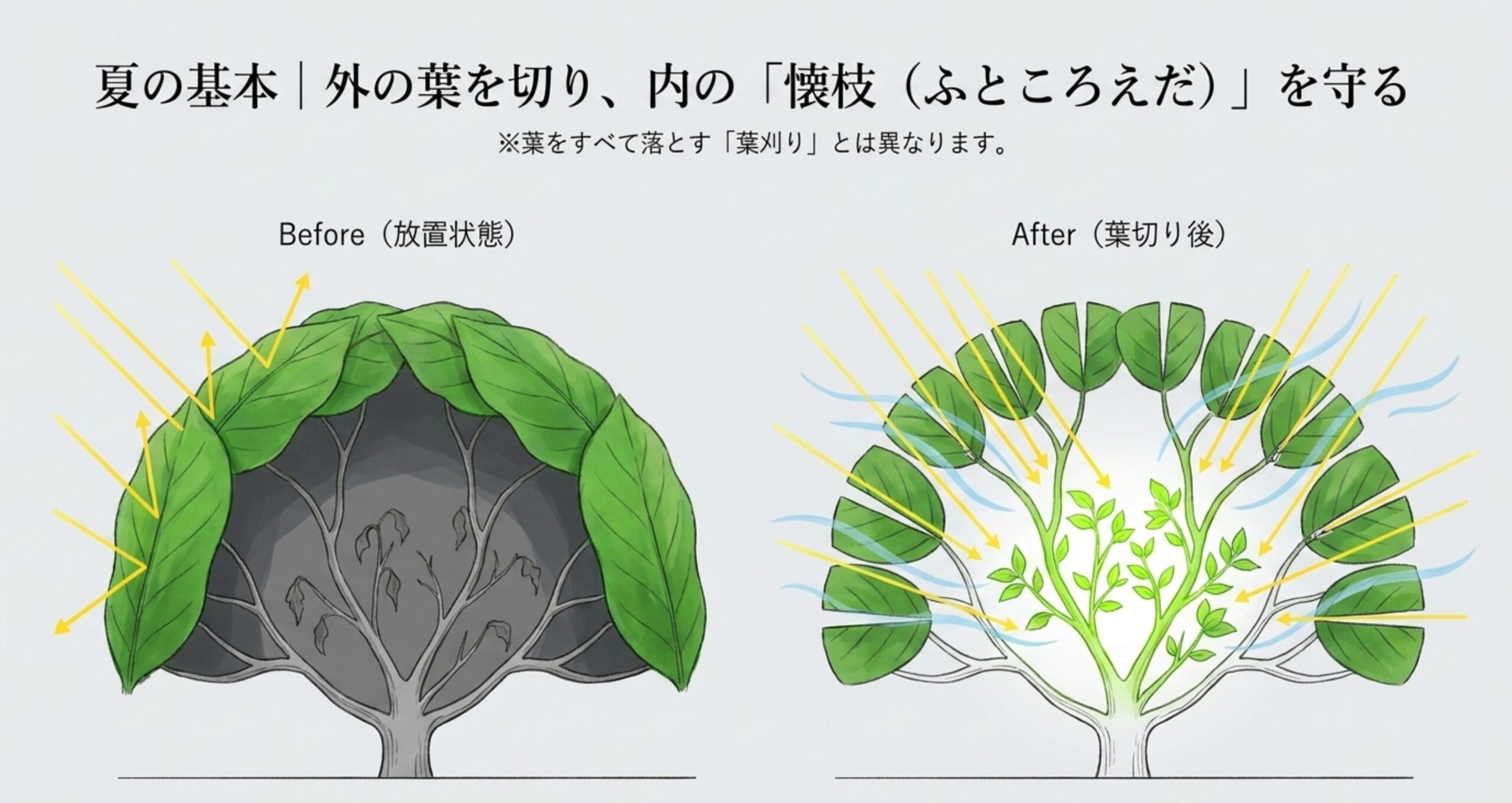 外側の葉を半分に切ることで、内側の懐枝に光と風を取り込む葉切りのイメージ図