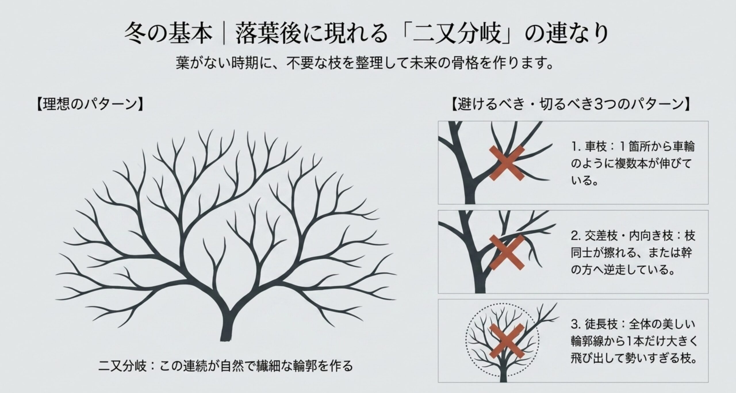 落葉後のブナ盆栽で、車枝・交差枝・徒長枝を整理し、理想的な二又分岐を作るための図解