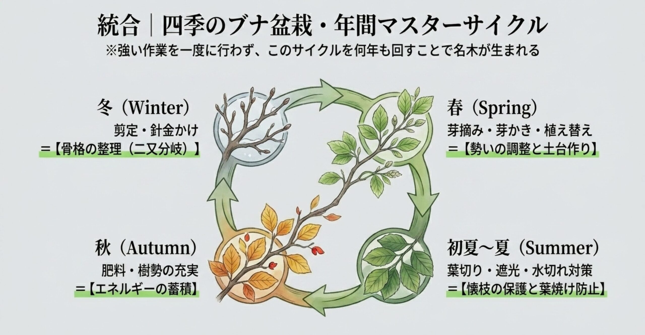 春の芽摘み、夏の葉切り、秋の施肥、冬の剪定という四季を通じたブナ盆栽の管理サイクル図