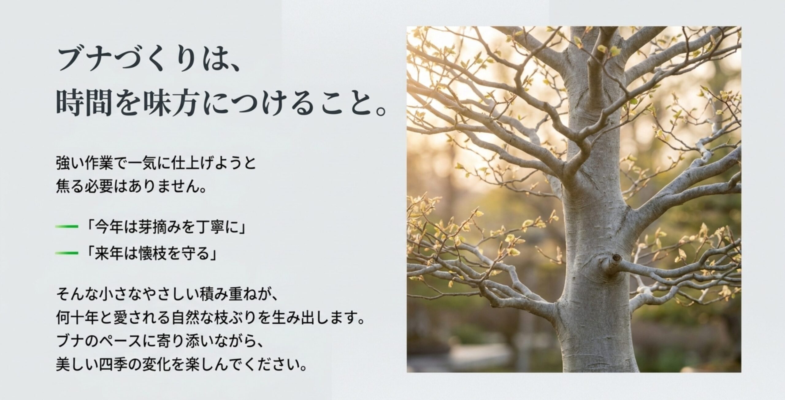 繊細な小枝が広がる美しいブナの幹肌と枝ぶりの写真