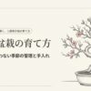 桜の花が咲く盆栽のイラストと十月桜盆栽の育て方のタイトル