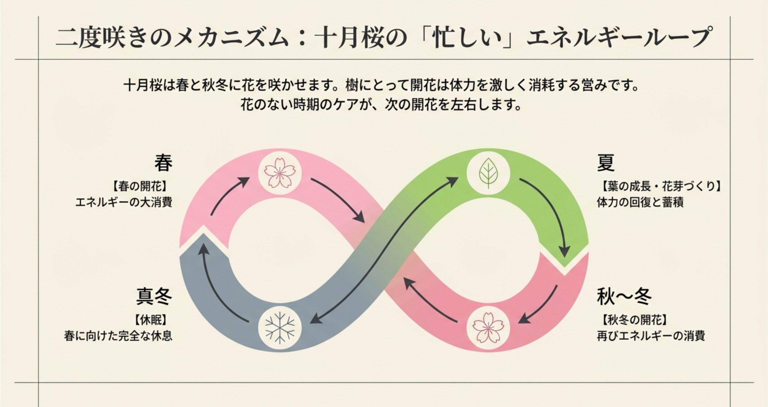 春と秋冬の二度咲きによって体力を激しく消耗する十月桜の年間サイクルの図解