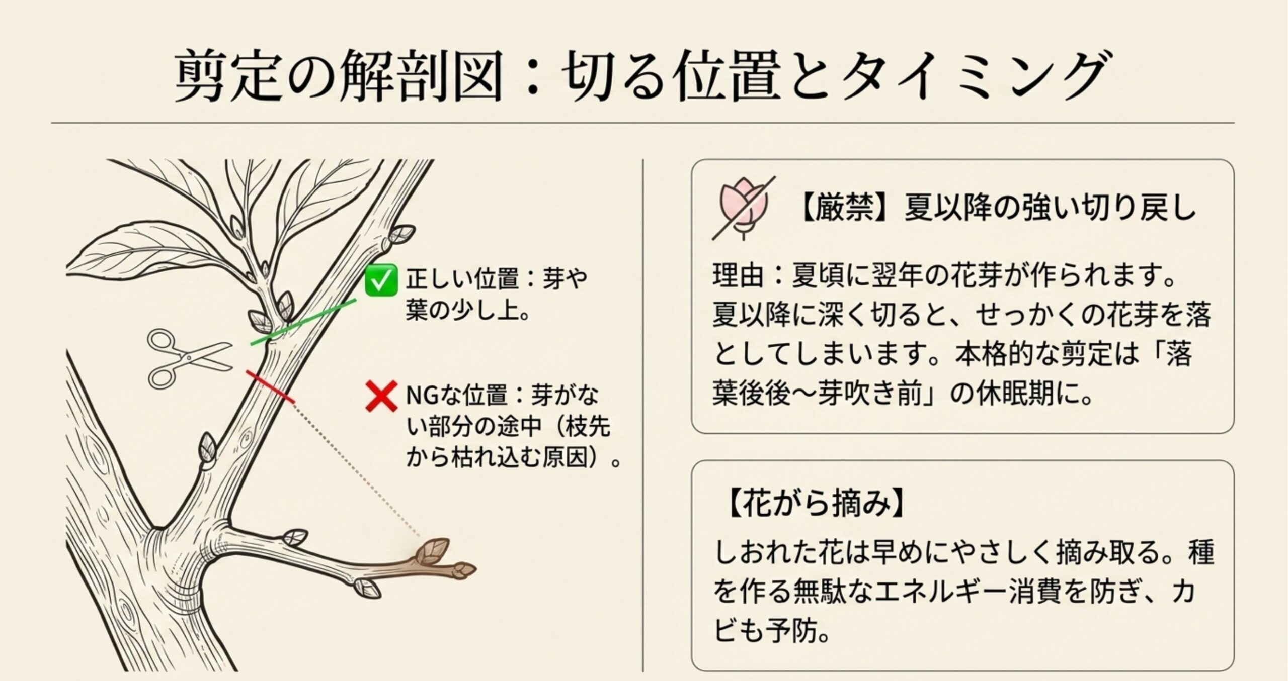 枝を切る際の正しい位置（芽や葉の少し上）とNGな位置、および夏以降の強い切り戻しが厳禁である理由の解説図