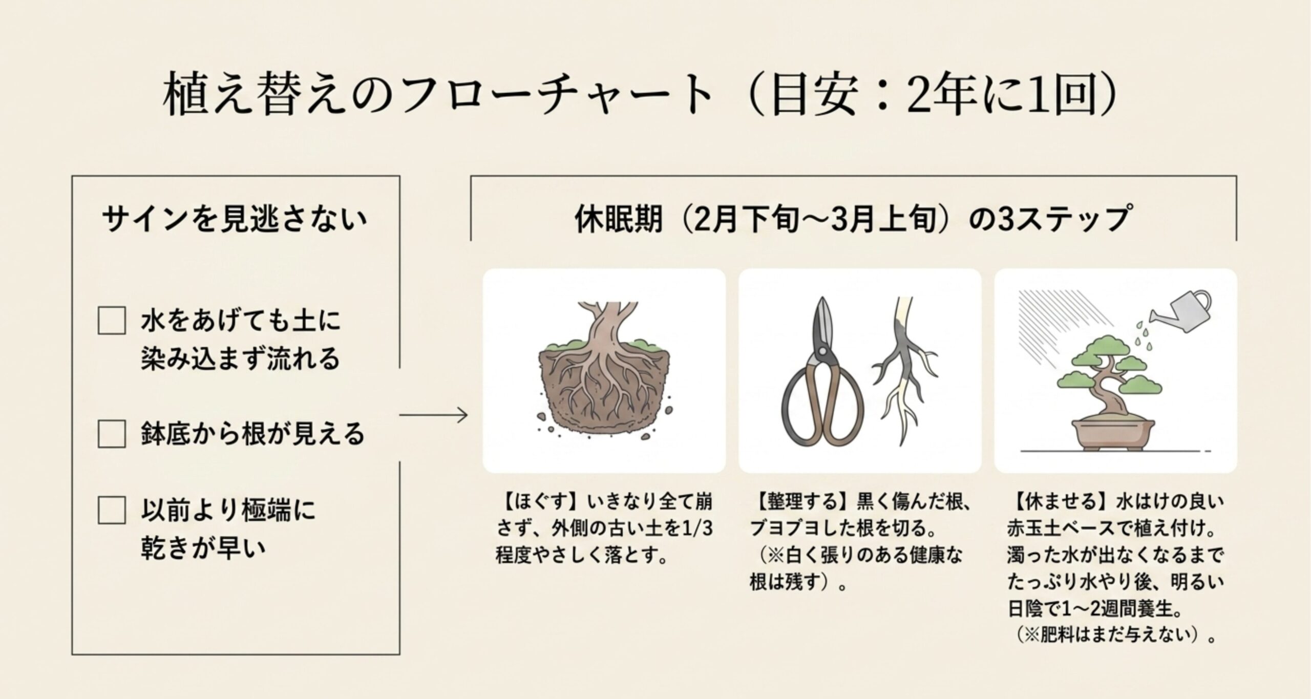根詰まりのサインと、休眠期に行う植え替え作業（ほぐす・整理する・休ませる）の3ステップ図解