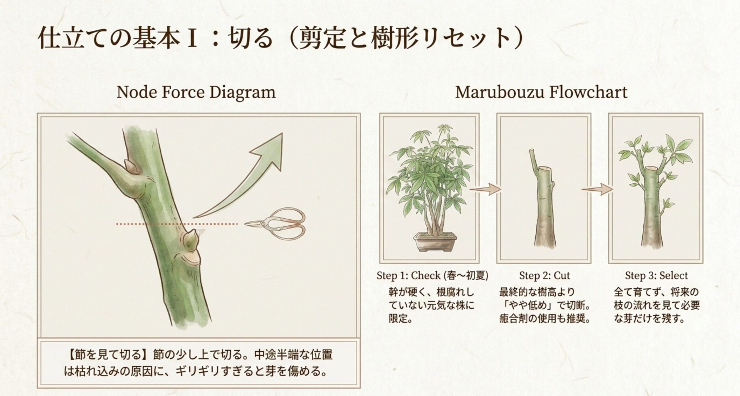 パキラの枝の節の少し上でハサミを入れる位置を示す図解と、丸坊主剪定から新芽が出るまでの工程図