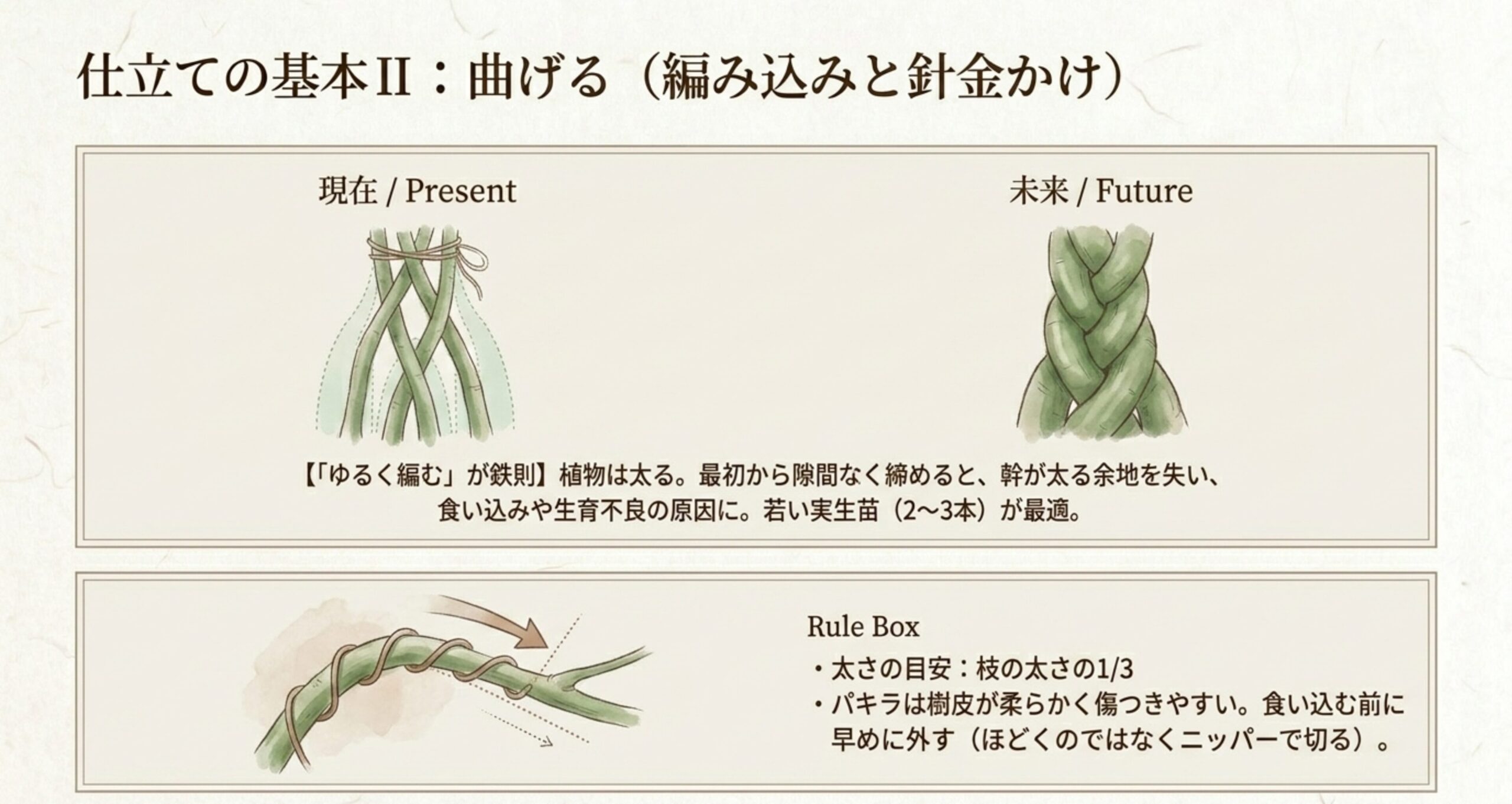 パキラの複数の若い幹をゆるく交差させて編み込む過程と、枝に等間隔で螺旋状に針金をかける矯正の図解