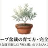 テラコッタ鉢に植えられた美しい姫オリーブ盆栽のイラスト