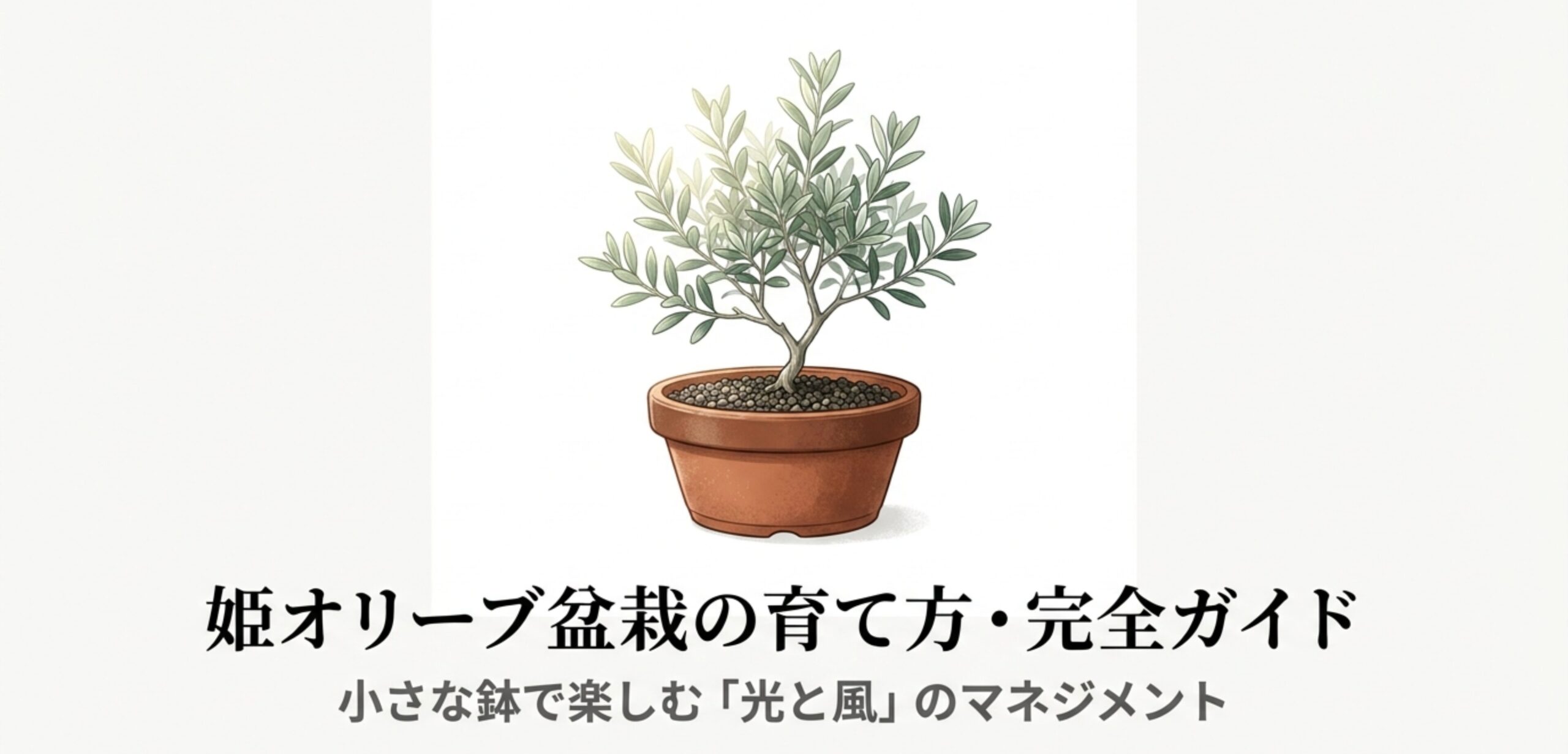 テラコッタ鉢に植えられた美しい姫オリーブ盆栽のイラスト